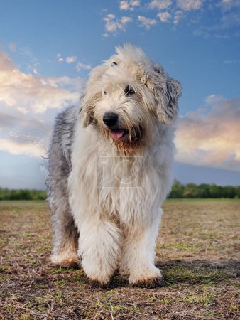 Foto de Antiguo perro pastor inglés frente a la naturaleza fondo - Imagen libre de derechos
