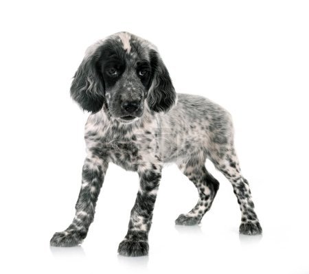 Photo for Puppy english setter in front of white background - Royalty Free Image