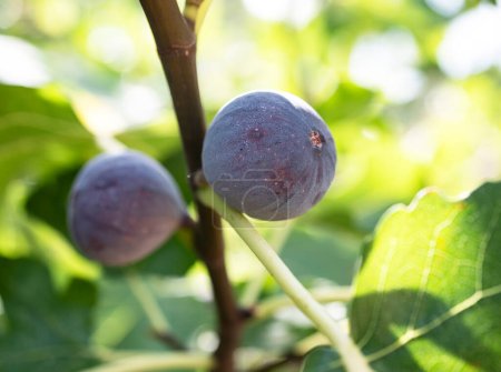 Photo for Purple figs on a branch in a garden in summer - Royalty Free Image
