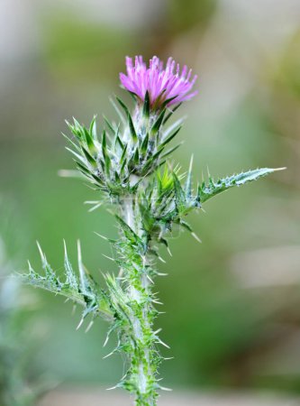 Cirsium arvense in front of nature background