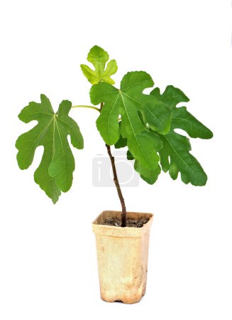 Ficus carica in pot in front of white background