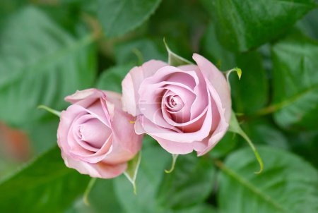 Téléchargez les photos : Photo d'une rose dans le jardin - en image libre de droit
