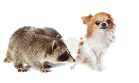 young raccoon and chihuahua in front of white background