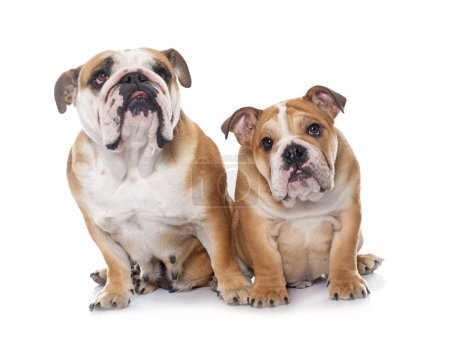 Foto de Adulto y cachorro inglés bulldog en frente de fondo blanco - Imagen libre de derechos