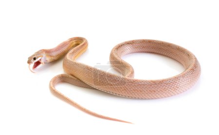 Téléchargez les photos : Serpent de maïs devant fond blanc - en image libre de droit