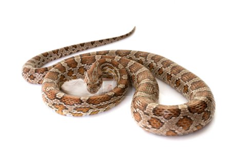 Téléchargez les photos : Serpent de maïs manger souris en face de fond blanc - en image libre de droit