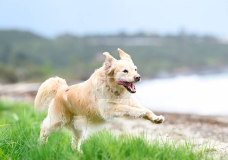 Photo for Dog training  for obedience discipline with a golden retriever - Royalty Free Image