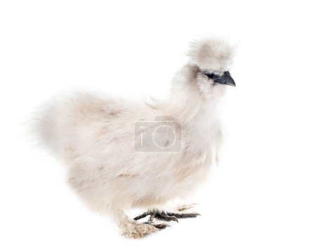 Photo for Silkie chicken in front of white background - Royalty Free Image