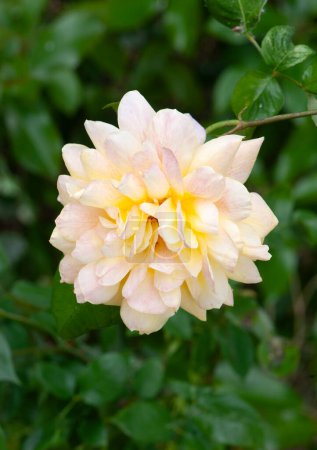 Téléchargez les photos : Photo d'une rose jaune dans le jardin - en image libre de droit