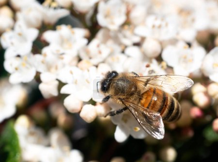 bee on flower of Viburnum tinus in spring in a garden