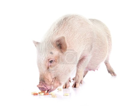 pink miniature pig in front of white background
