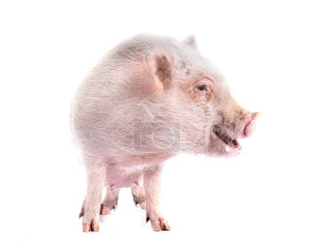 pink miniature pig in front of white background