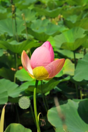 Photo for Picture of a flower of lotus in the water - Royalty Free Image