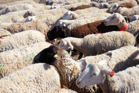 Téléchargez les photos : Image d'un troupeau de moutons dans la nature - en image libre de droit