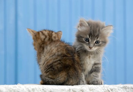 Téléchargez les photos : Image de deux chatons errants sur un mur - en image libre de droit