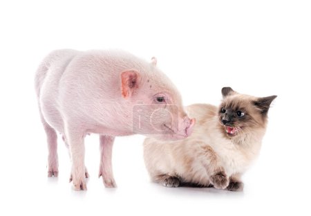 rosa Miniaturschwein und siamesische Katze vor weißem Hintergrund