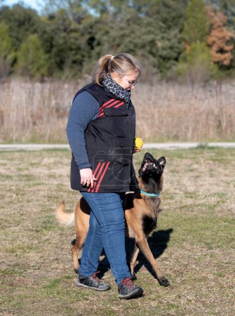 malinois  training  for obedience discipline in the nature