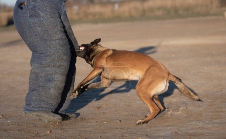 junger belgischer Schäferhund, der in der Natur für Sicherheit trainiert