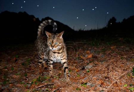 Foto de Gato de bengala caminando en un bosque, en la noche - Imagen libre de derechos