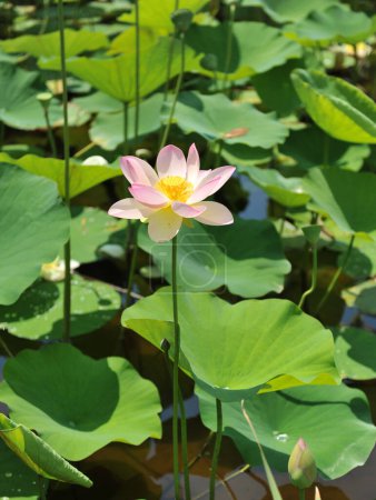 imagen de una flor de loto en el agua
