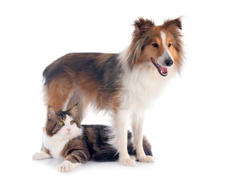 Foto de Retrato de un perro shetland de raza pura y un gato mapache frente al fondo blanco - Imagen libre de derechos