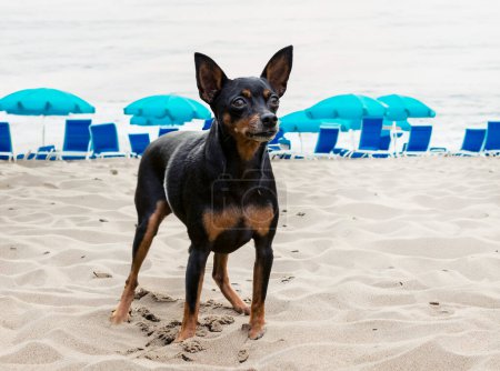 Photo for Picture of miniature pinscher in the beach - Royalty Free Image