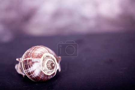 Photo for Dark slate with space text with shellfish - Royalty Free Image
