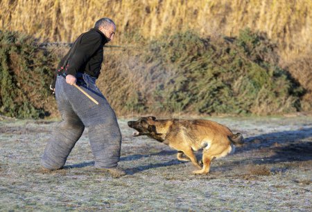 formation des jeunes bergers belges dans la nature pour la sécurité