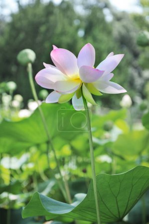 image d'une fleur de lotus dans l'eau