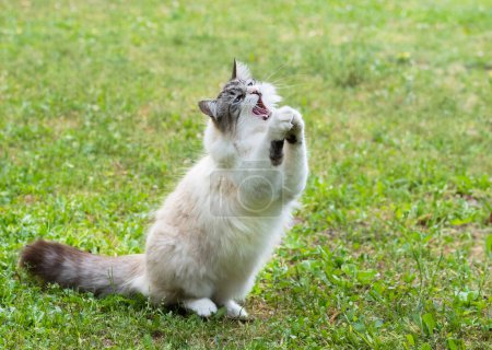 a ragdoll cat playing in the garden