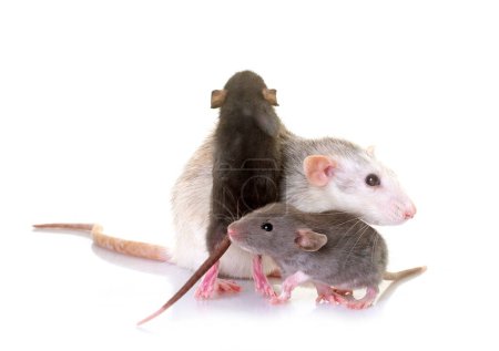 Foto de Familia de ratas frente a fondo blanco - Imagen libre de derechos