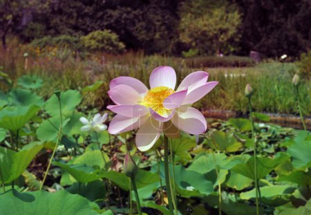 Photo for Picture of a flower of lotus in the water - Royalty Free Image