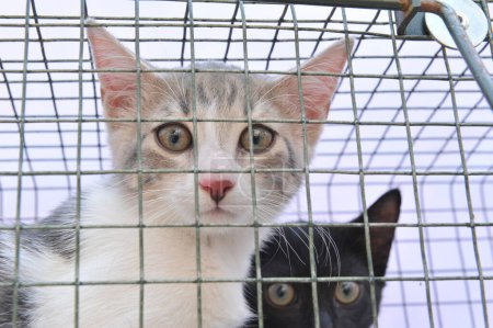 picture of two feral cats in a cage