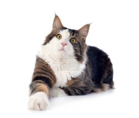 Photo for Portrait of a purebred  maine coon cat on a white background - Royalty Free Image
