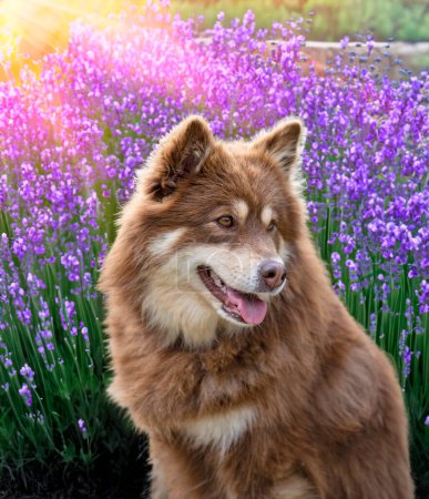 brown Finnish Lapphund walking in the nature