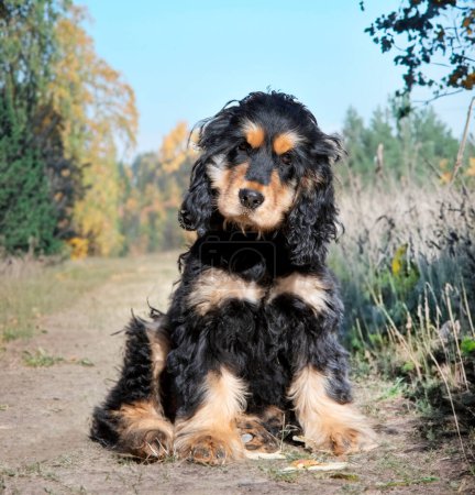 Photo for English Cocker Spaniel in the nature in automne - Royalty Free Image