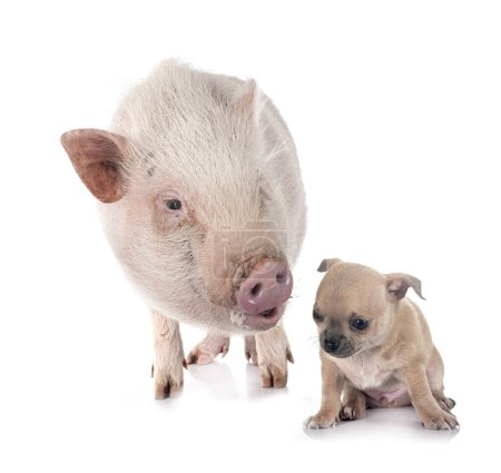 little chihuahua and pig in front of white background