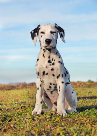 Photo for Young puppy dalmatian sitting free in nature - Royalty Free Image