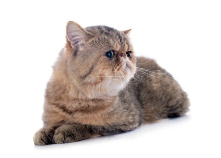 Photo for Exotic shorthair cat in front of white background - Royalty Free Image