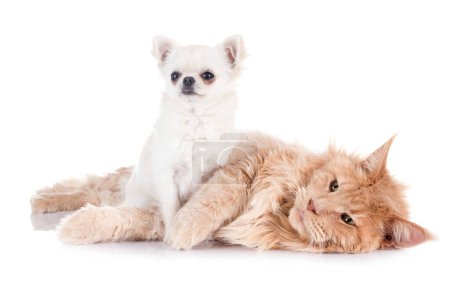 Photo for Maine coon cat and chihuahua in front of white background - Royalty Free Image