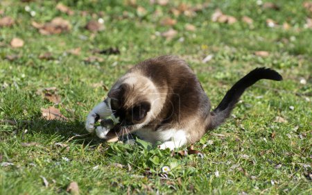 Foto de Gato siamés mordiendo un ratón en un jardín - Imagen libre de derechos