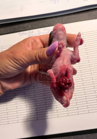 premature puppy with intestion outdoor, chihuahua are dead
