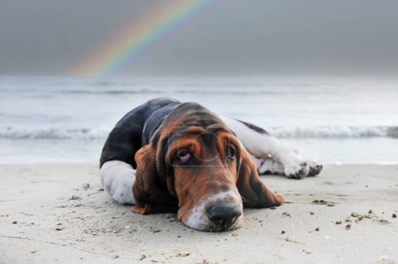 Basset hound staying on the beach in summer