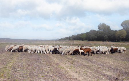 Foto de Imagen de una manada de ovejas en la naturaleza - Imagen libre de derechos