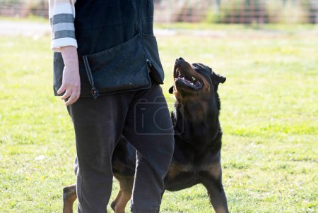 Photo for Dog training  for obedience discipline with a rottweiler - Royalty Free Image