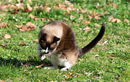 Foto de Gato siamés mordiendo un ratón en un jardín - Imagen libre de derechos