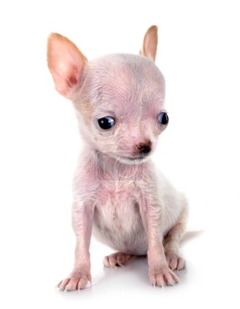 Photo for Little chihuahua in front of white background - Royalty Free Image