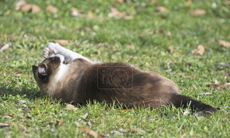 Téléchargez les photos : Chat siamois mordant une souris dans un jardin - en image libre de droit