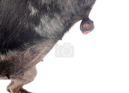 chihuahua pequeño con tumor delante de fondo blanco