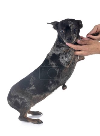little chihuahua with tumor in front of white background